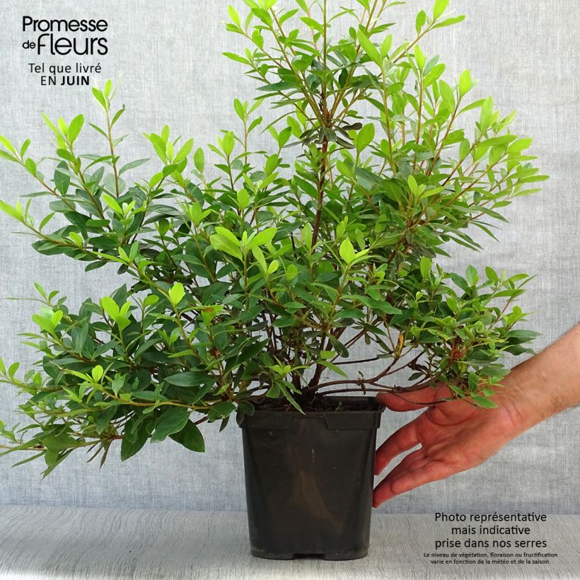 Exemplaar van Rhododendron japonica Tamanini - Japanse azalea Pot van 2 l/3 l zoals geleverd in de zomer