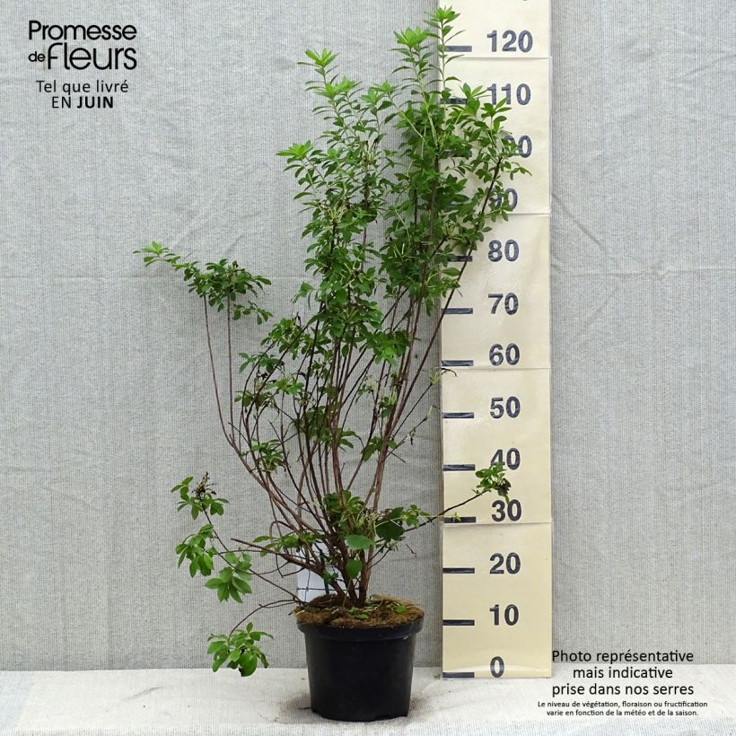 Exemplaar van Rhododendron mollis Viscosa - Bladverliezende azalea Pot van 4 l/5 l zoals geleverd in de zomer