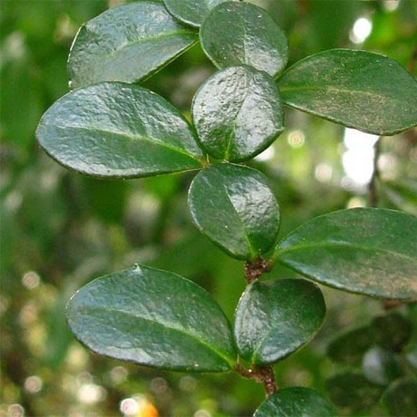 Azara microphylla - Vanilleboom (Foliage)