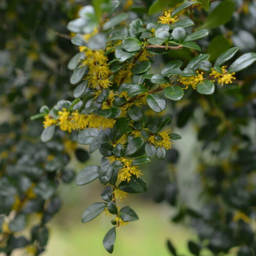 Azara microphylla - Vanilleboom (Flowering)