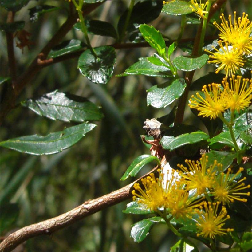 Azara serrata - Azara met gezaagde bladeren (Foliage)