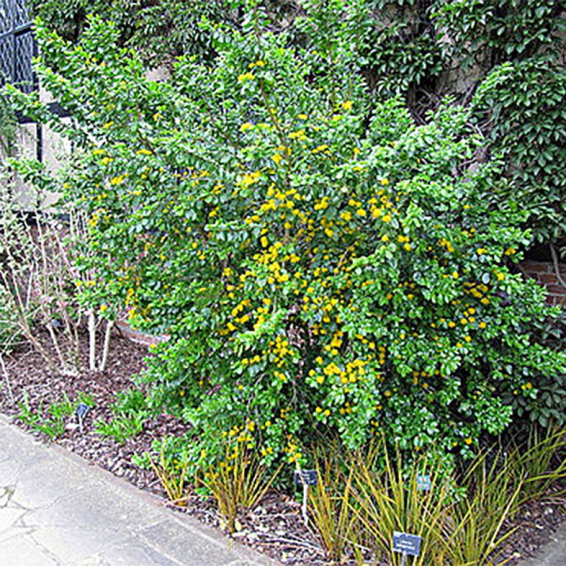 Azara serrata - Azara met gezaagde bladeren (Plant habit)