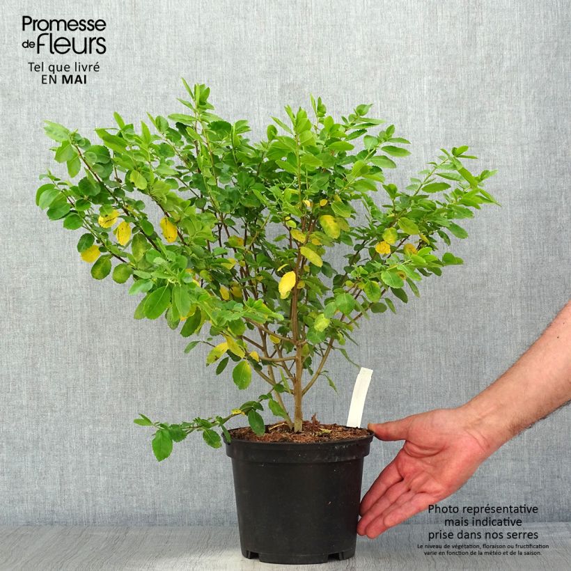 Example of Azara serrata - Azara met gezaagde bladeren Pot van 2 l/3 l as you get in printemps