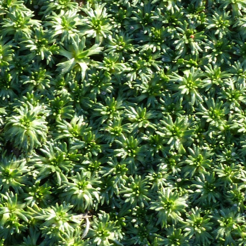 Azorella trifurcata Nana - Andeskruid (Blad)