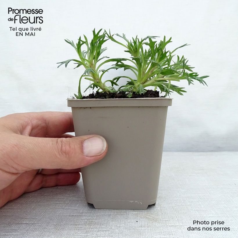 Exemplaar van Azorella trifurcata Nana - Andeskruid Kweekpotje van 8/9 cm zoals geleverd in de lente