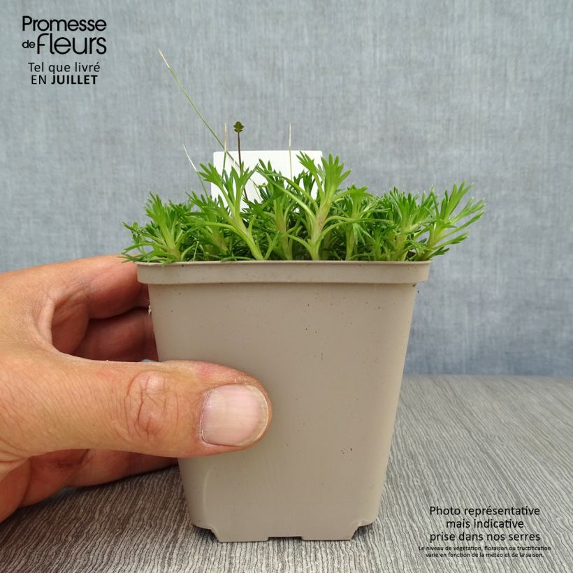 Exemplaar van Azorella trifurcata Nana - Andeskruid Kweekpotje van 8/9 cm zoals geleverd in de zomer