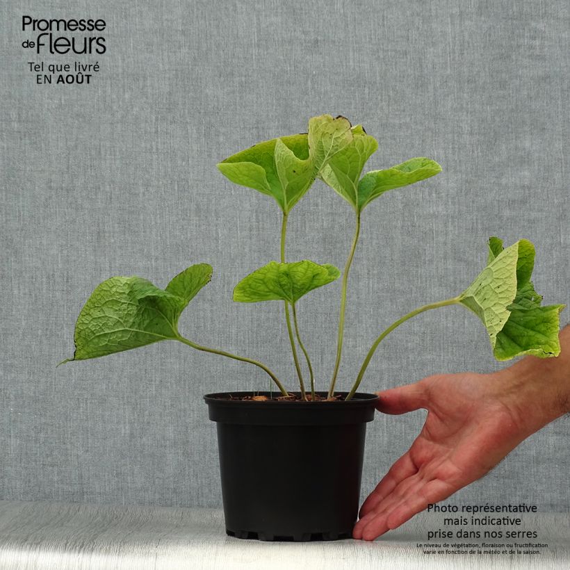 Exemplaar van Brunnera macrophylla Betty Bowring - Kaukasisch vergeet-mij-nietje Pot van 2 l/3 l zoals geleverd in de zomer