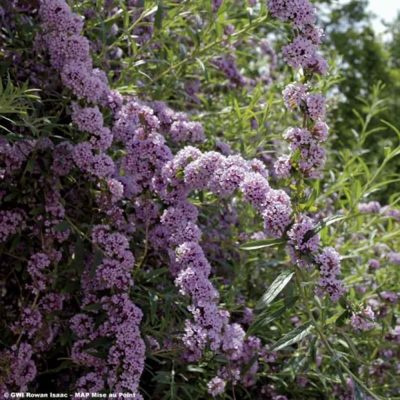 Buddleja alternifolia - Vlinderstruik (Bloei)