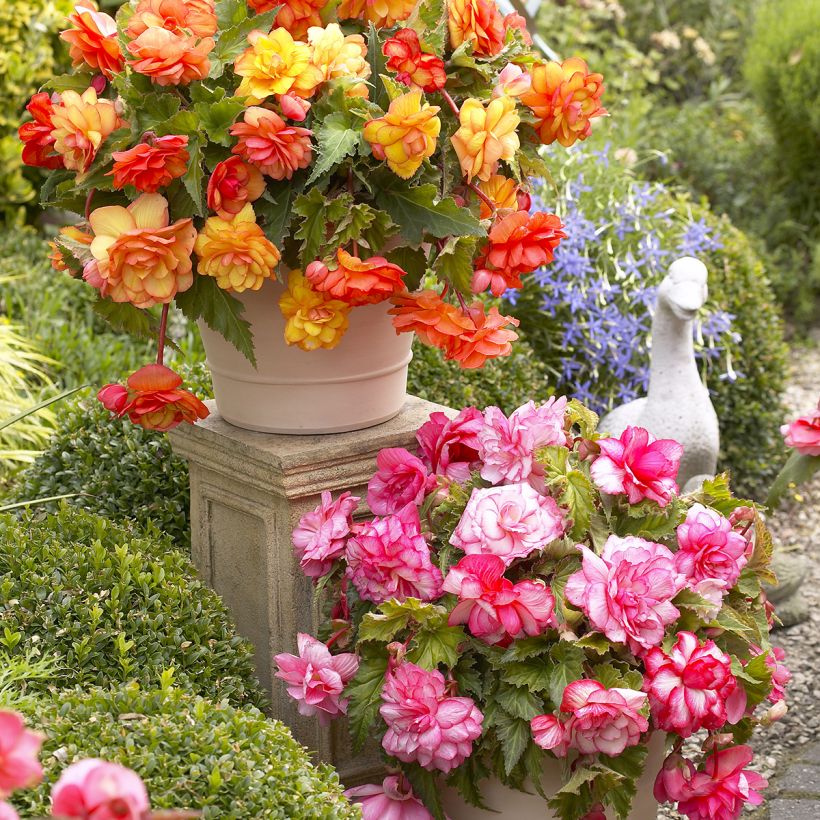 Begonia tuberhybrida Balcony Mix 2 Couleurs - Knolbegonia (Groeiplaats)