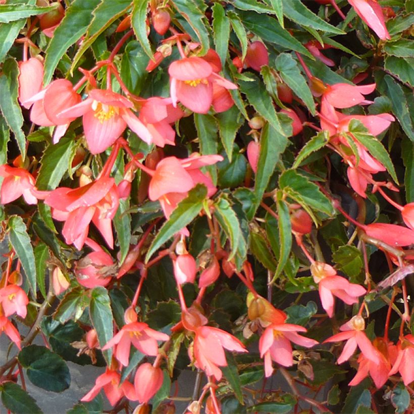 Begonia Summerwings Pink Elegance - Hangbegonia (Bloei)