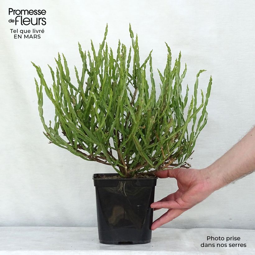 Exemplaar van Baccharis genistelloides - Struikaster Pot van 3 l/4 l zoals geleverd in de lente