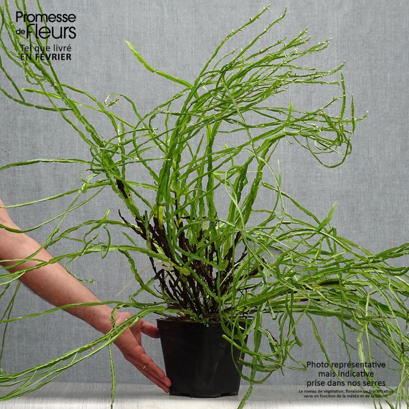 Exemplaar van Baccharis genistelloides - Struikaster Pot van 3 l/4 l zoals geleverd in de herfst