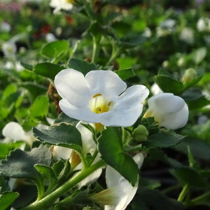 Bacopa Gulliver Dynamic White - Bacopa wit (Flowering)