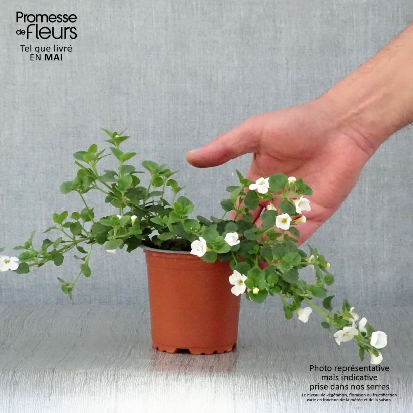 Example of Bacopa Gulliver Dynamic White - Bacopa wit Kweekpotje van 8/9 cm as you get in printemps