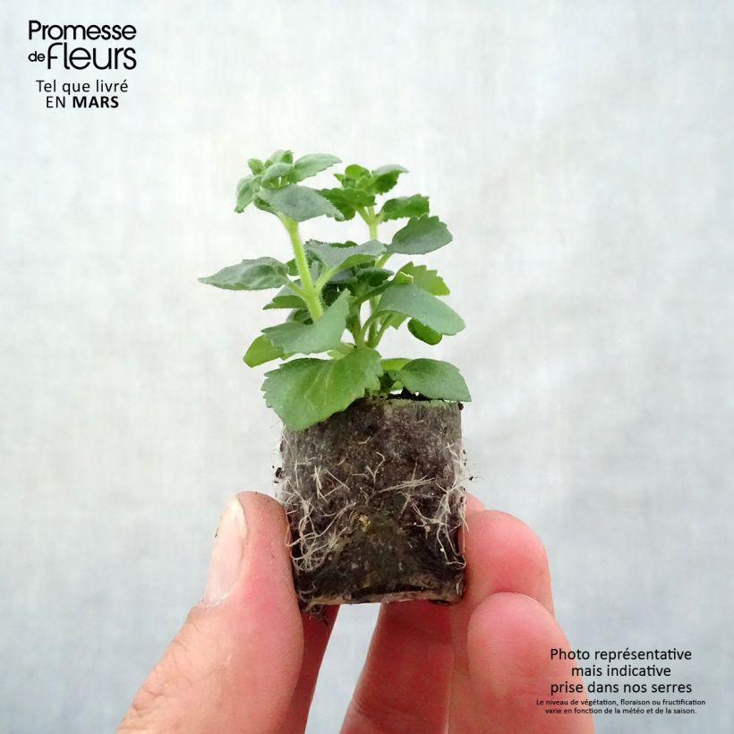 Example of Bacopa Gulliver Pink Heart Mini-mot Ø 3/4 cm as you get in printemps