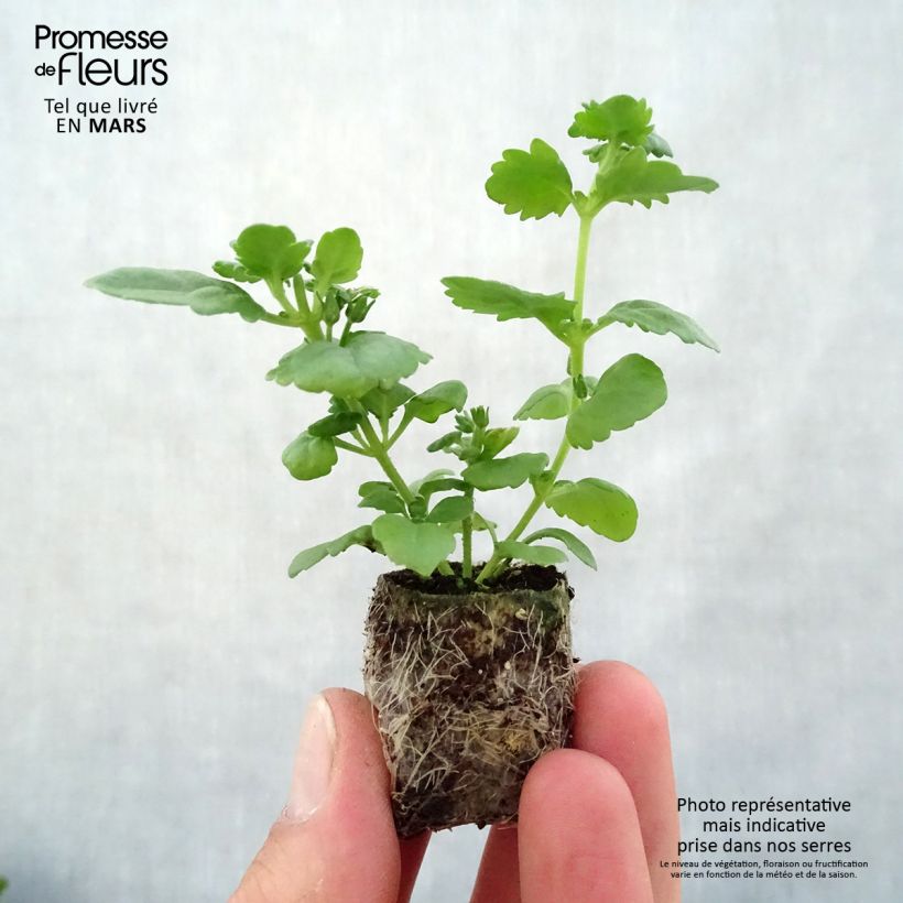Exemplaar van Bacopa Scopia Double Lavender - Bacopa Mini-mot Ø 3/4 cm zoals geleverd in de lente