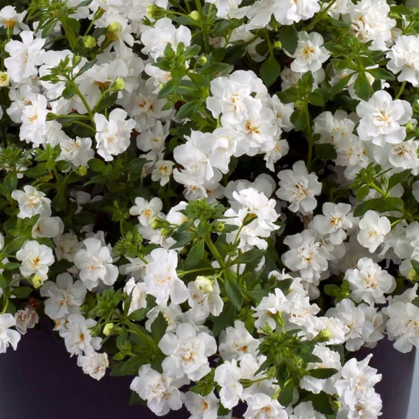Bacopa Scopia Double Snowball (plugplanten) (Bloei)
