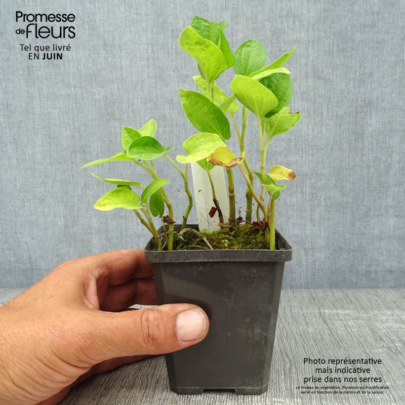 Exemplaar van Baldellia ranunculoides - Moerasweegbree Kweekpotje van 8/9 cm zoals geleverd in de zomer