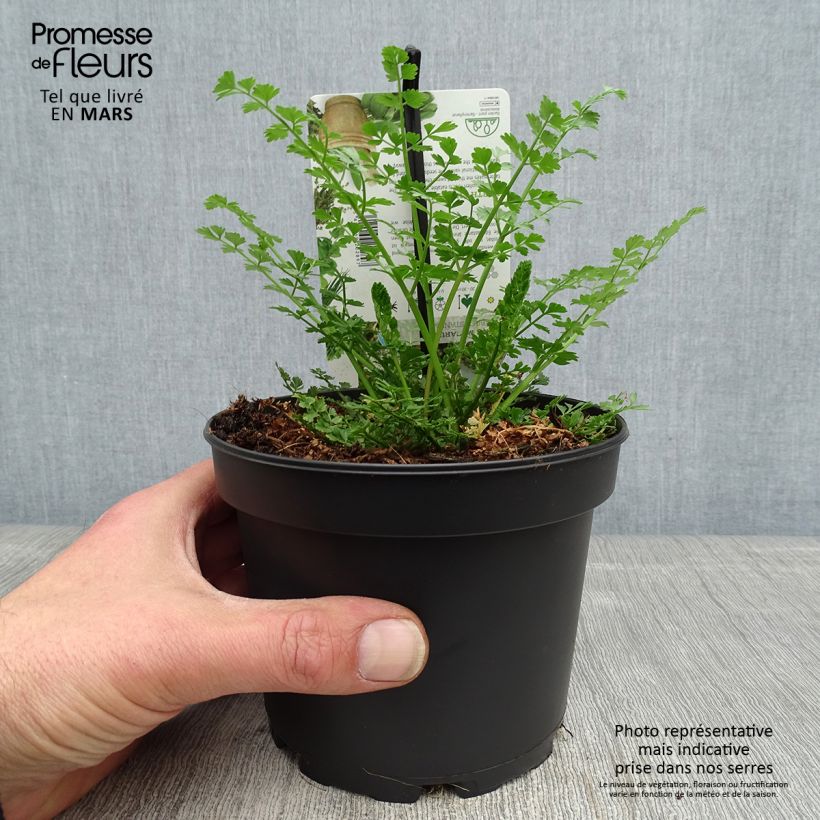 Exemplaar van Baldellia ranunculoides - Moerasweegbree Kweekpotje van 8/9 cm zoals geleverd in de lente