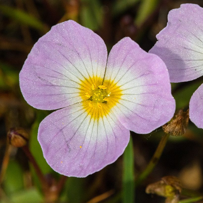 Baldellia ranunculoides - Moerasweegbree (Bloei)