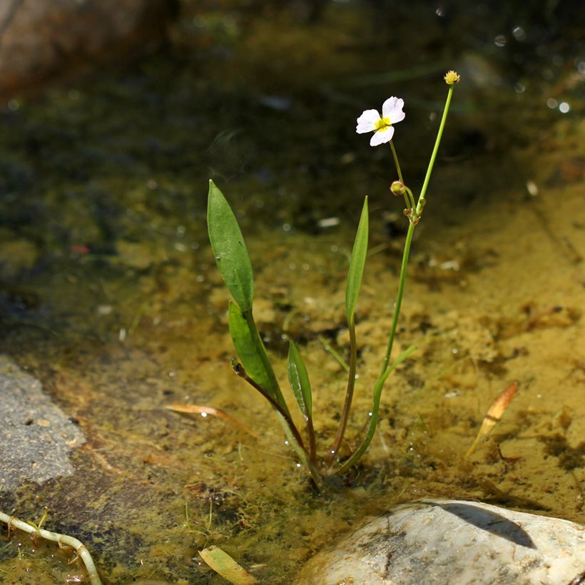 Baldellia ranunculoides - Moerasweegbree (Groeiplaats)
