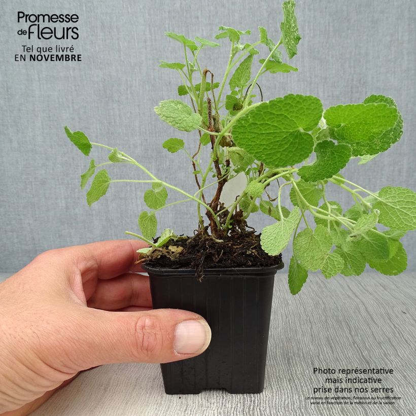 Exemplaar van Ballota pseudodictamnus - Ballote Kweekpotje van 8/9 cm zoals geleverd in de herfst