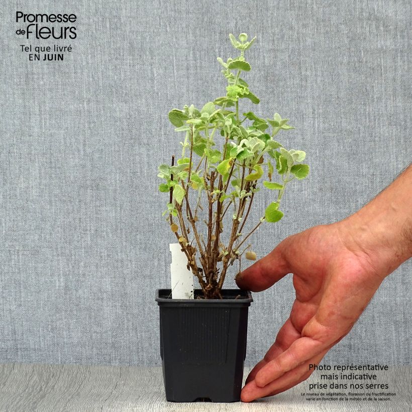 Exemplaar van Ballota pseudodictamnus - Ballote Kweekpotje van 8/9 cm zoals geleverd in de zomer