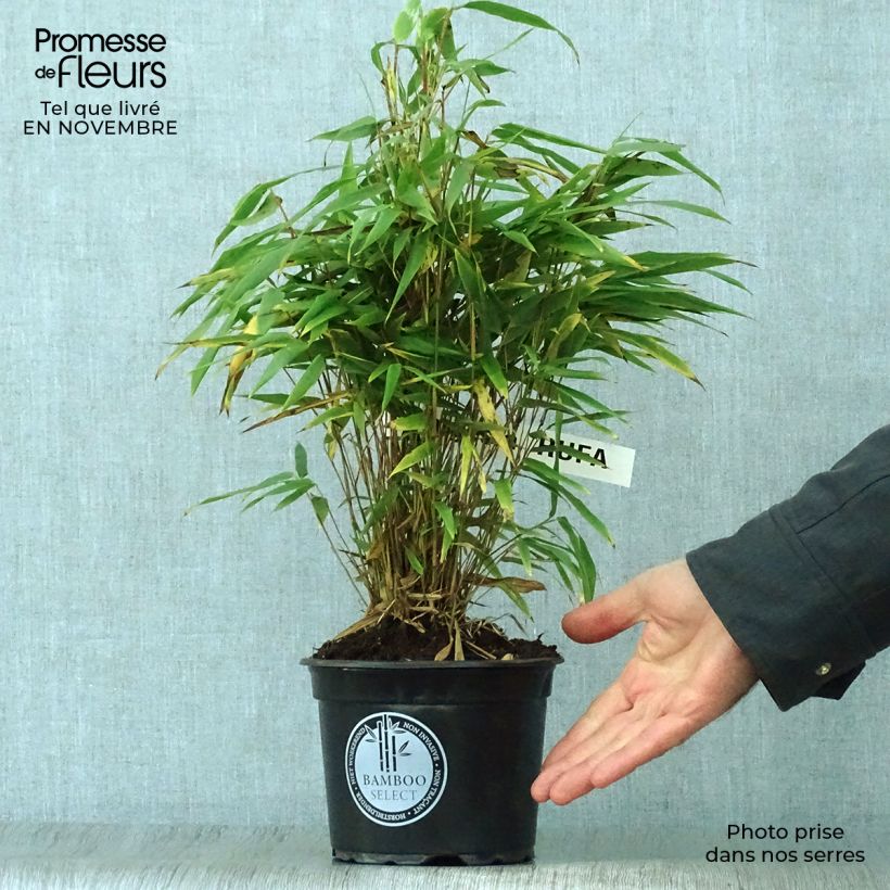 Exemplaar van Fargesia rufa - Bamboe Pot van 2 l/3 l zoals geleverd in de herfst