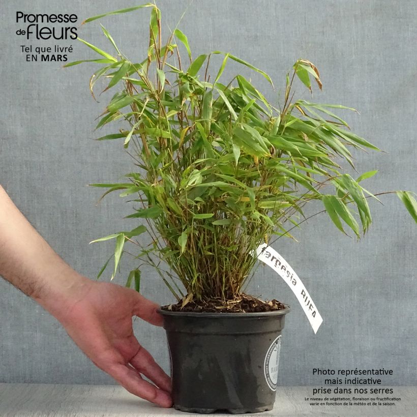 Example of Fargesia rufa - Bamboe Pot van 2 l/3 l as you get in printemps
