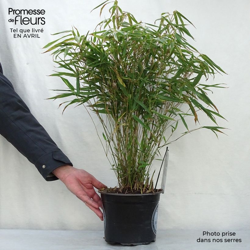 Example of Fargesia rufa - Bamboe Pot van 4 l/5 l as you get in printemps