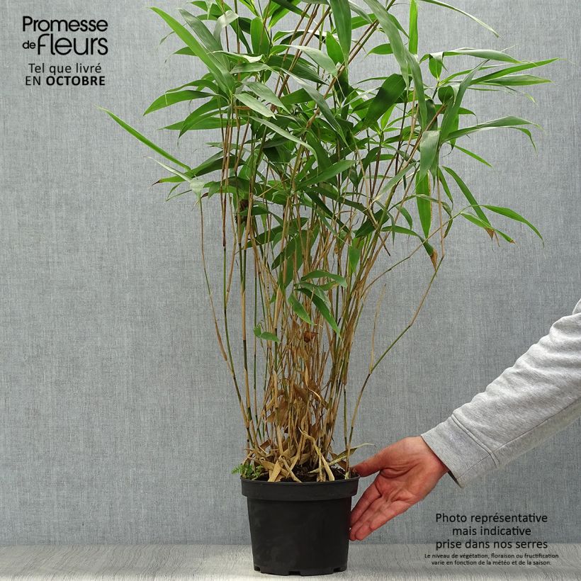 Exemplaar van Pseudosasa japonica - Japanse bamboe Pot van 2 l/3 l zoals geleverd in de herfst
