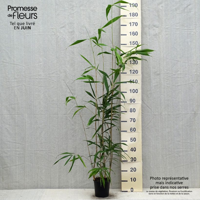 Exemplaar van Pseudosasa japonica - Japanse bamboe Pot van 2 l/3 l zoals geleverd in de zomer