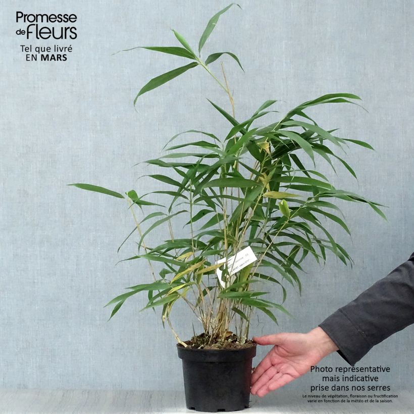 Exemplaar van Pseudosasa japonica - Japanse bamboe Pot van 2 l/3 l zoals geleverd in de lente