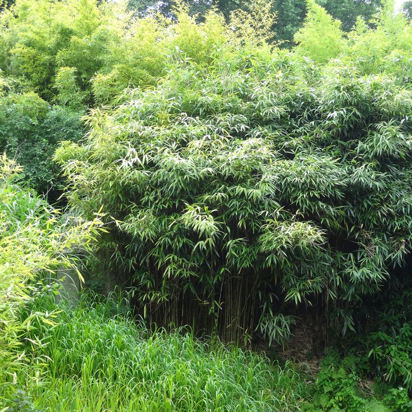 Phyllostachys bissetii - Reuzenbamboe (Groeiplaats)