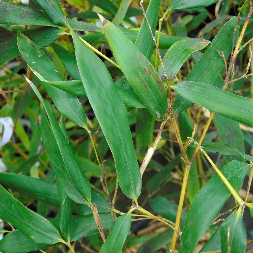 Phyllostachys bissetii - Reuzenbamboe (Blad)