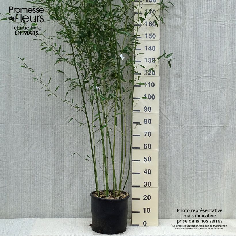 Exemplaar van Phyllostachys bissetii - Reuzenbamboe Pot van 12 l/15 l zoals geleverd in de lente
