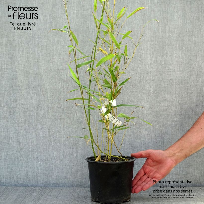 Exemplaar van Phyllostachys bissetii - Reuzenbamboe Pot van 2 l/3 l zoals geleverd in de zomer