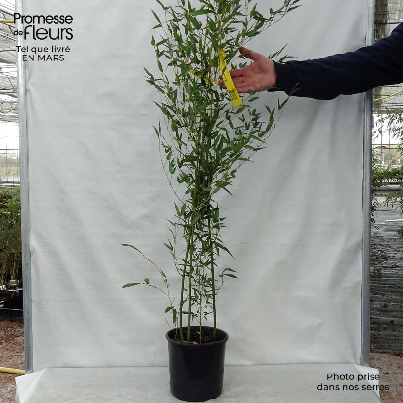 Exemplaar van Phyllostachys bissetii - Reuzenbamboe Pot van 4 l/5 l zoals geleverd in de lente