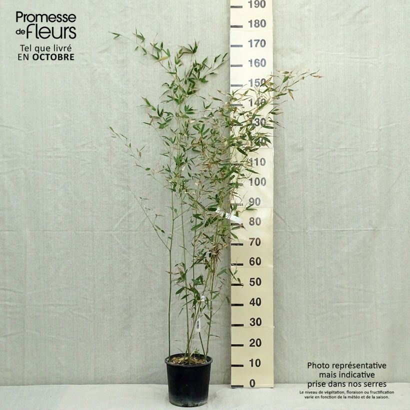 Exemplaar van Phyllostachys bissetii - Reuzenbamboe Pot van 4 l/5 l zoals geleverd in de herfst