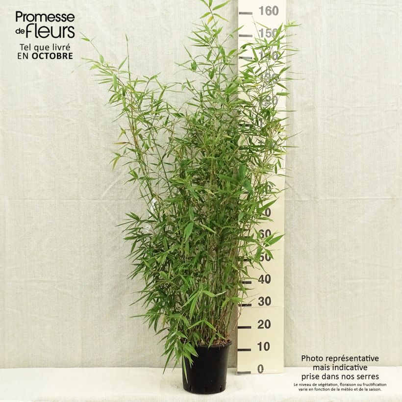 Exemplaar van Phyllostachys aurea - Gouden bamboe Pot van 4 l/5 l zoals geleverd in de herfst