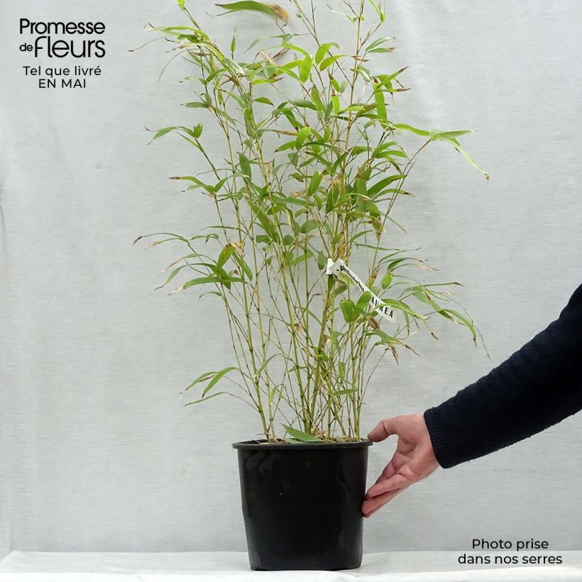 Example of Phyllostachys aurea - Gouden bamboe Pot van 4 l/5 l as you get in printemps