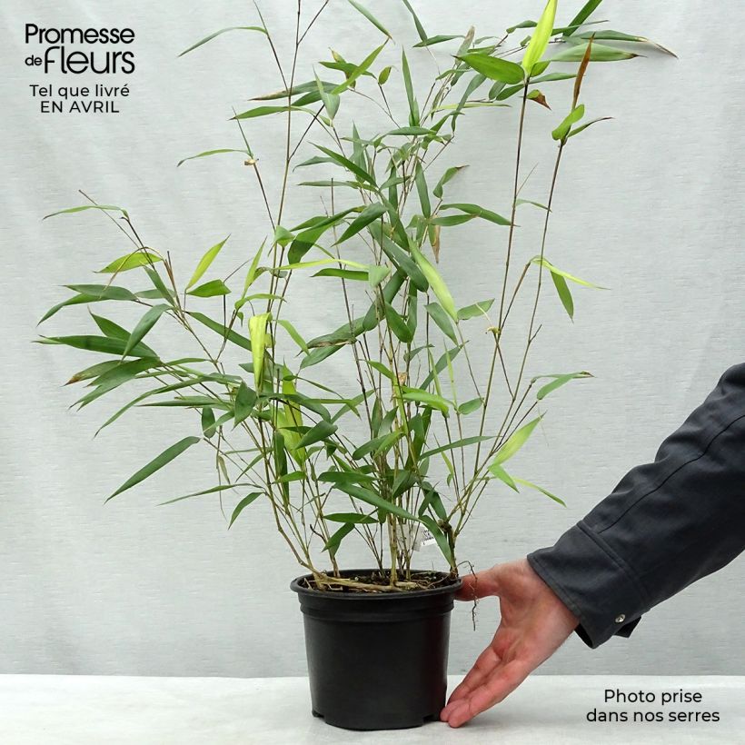 Example of Phyllostachys aureosulcata Aureocaulis - Gele bamboe Pot van 2 l/3 l as you get in printemps