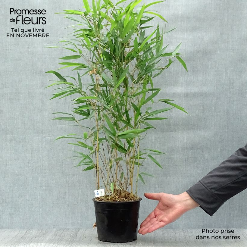 Exemplaar van Phyllostachys aureosulcata Aureocaulis - Gele bamboe Pot van 2 l/3 l zoals geleverd in de herfst