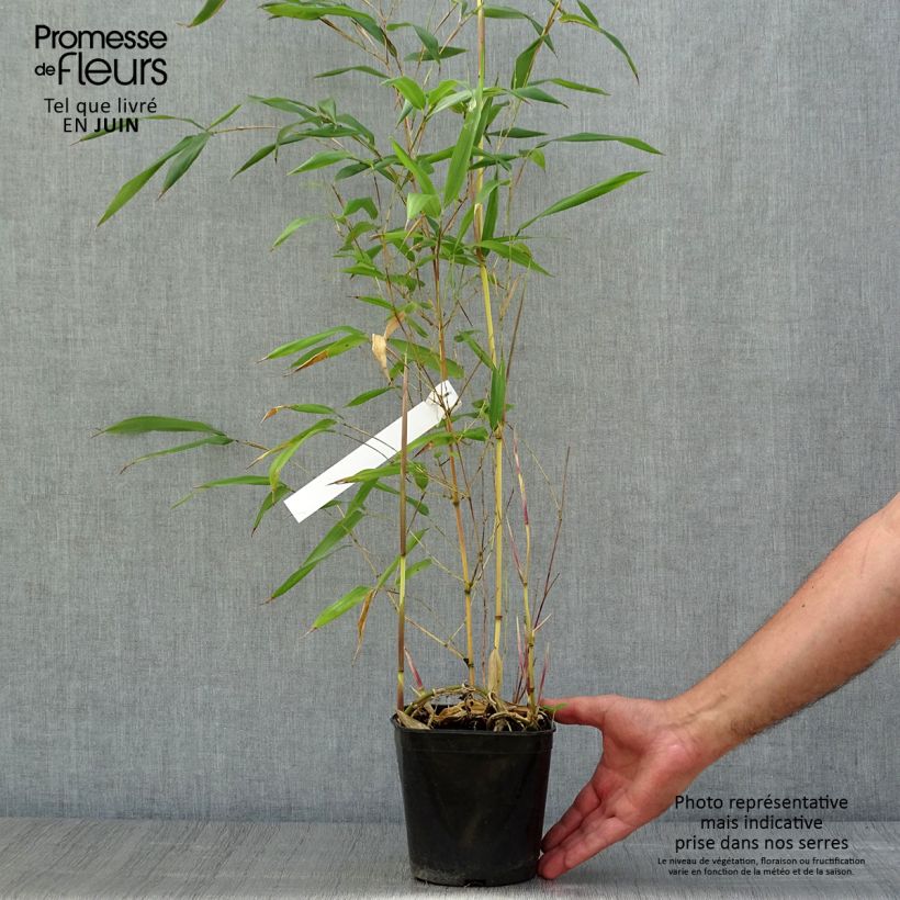 Exemplaar van Phyllostachys aureosulcata Aureocaulis - Gele bamboe Pot van 2 l/3 l zoals geleverd in de zomer