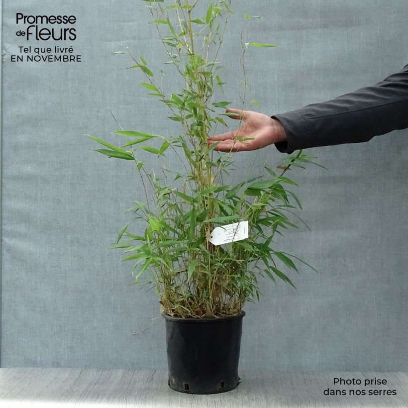 Exemplaar van Phyllostachys aureosulcata Aureocaulis - Gele bamboe Pot van 4 l/5 l zoals geleverd in de herfst