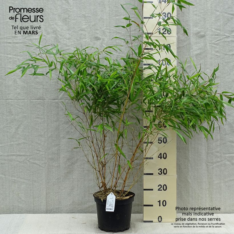 Example of Phyllostachys aureosulcata Aureocaulis - Gele bamboe Pot van 4 l/5 l as you get in printemps