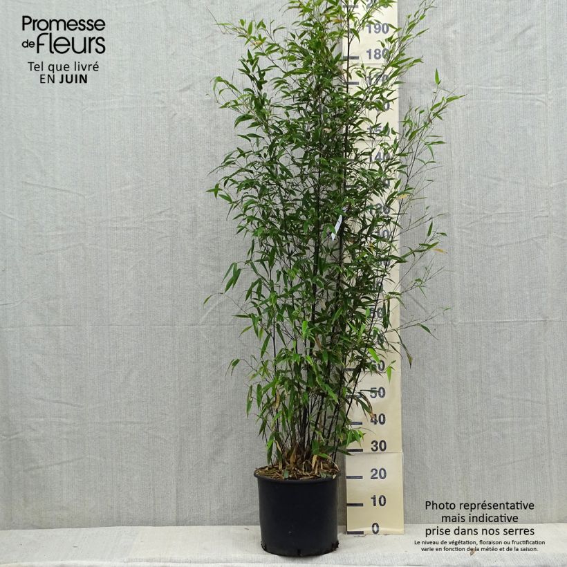Exemplaar van Phyllostachys nigra - Zwarte bamboe Pot van 12 l/15 l zoals geleverd in de zomer