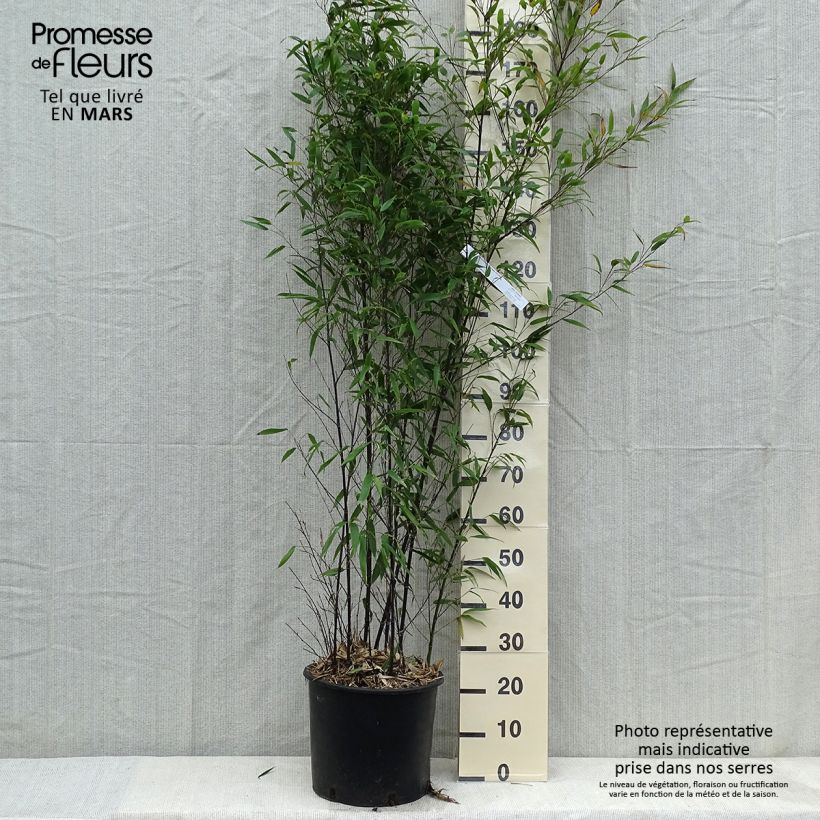 Example of Phyllostachys nigra - Zwarte bamboe Pot van 12 l/15 l as you get in printemps