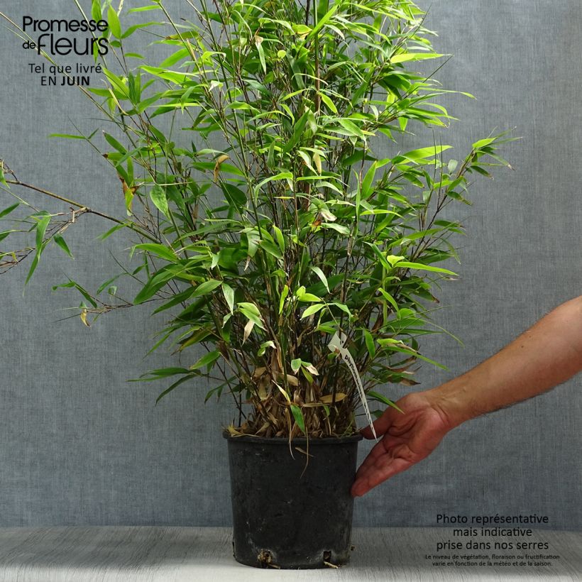 Exemplaar van Phyllostachys nigra - Zwarte bamboe Pot van 4 l/5 l zoals geleverd in de zomer