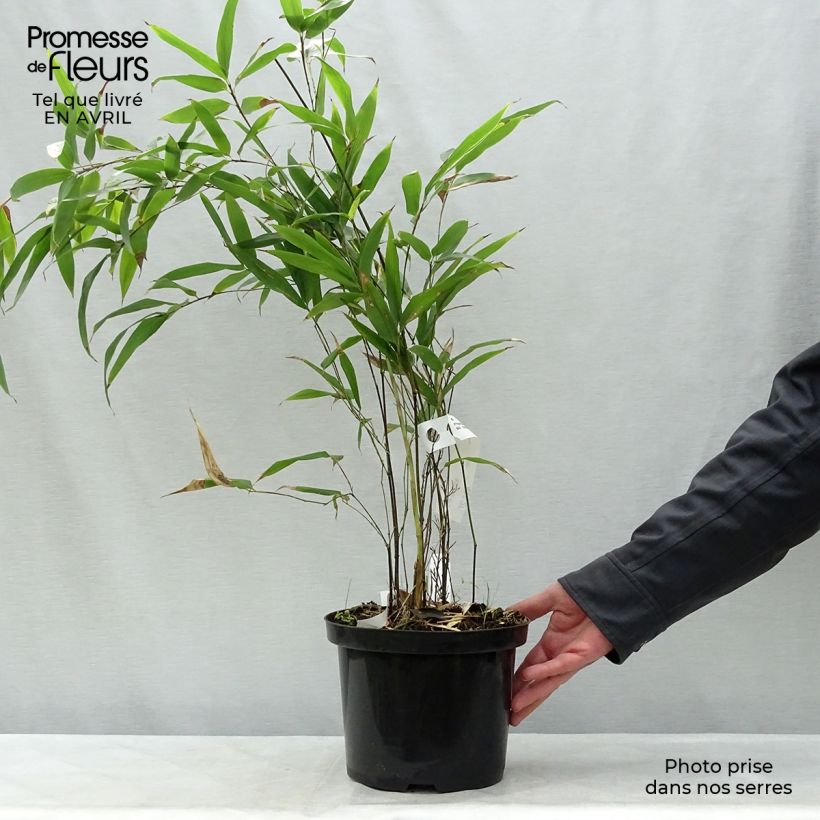 Example of Phyllostachys nigra - Zwarte bamboe Pot van 4 l/5 l as you get in printemps